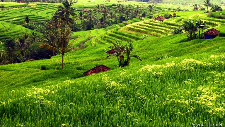 BRI dan PLN Sediakan Layanan untuk Peningkatan Produktivitas Pelaku Usaha Pertanian