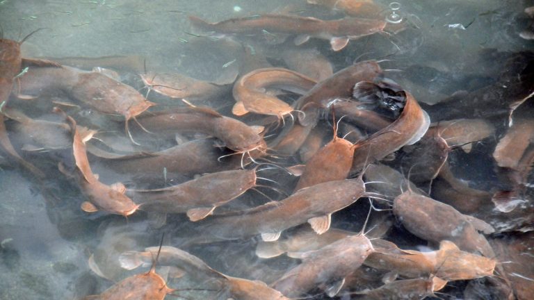 Keuntungan Lebih Besar, Bisnis Budidaya Ikan Lele dengan Sistem Bioflok