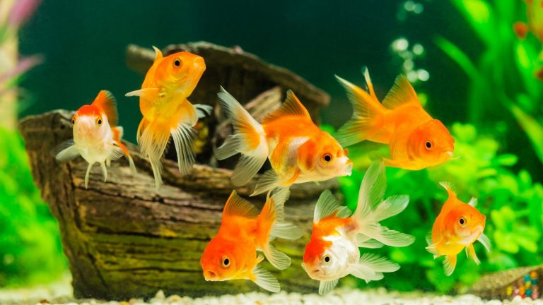 Tips Budidaya Ikan Mas Tinggi Peminat