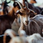 Intip Usaha Ternak Apa Saja yang Menghasilkan Banyak Cuan 1