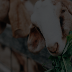 Intip-Usaha-Ternak-Apa-Saja-yang-Menghasilkan-Banyak-Cuan-1