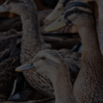 Intip-Usaha-Ternak-Apa-Saja-yang-Menghasilkan-Banyak-Cuan-10