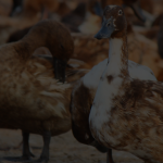 Intip-Usaha-Ternak-Apa-Saja-yang-Menghasilkan-Banyak-Cuan-11