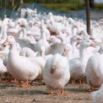 Intip Usaha Ternak Apa Saja yang Menghasilkan Banyak Cuan 2