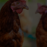 Intip-Usaha-Ternak-Apa-Saja-yang-Menghasilkan-Banyak-Cuan-2