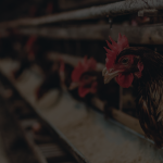 Intip-Usaha-Ternak-Apa-Saja-yang-Menghasilkan-Banyak-Cuan-3