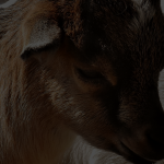 Intip-Usaha-Ternak-Apa-Saja-yang-Menghasilkan-Banyak-Cuan-6