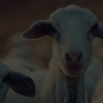 Intip-Usaha-Ternak-Apa-Saja-yang-Menghasilkan-Banyak-Cuan-7