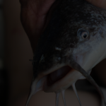 Intip-Usaha-Ternak-Apa-Saja-yang-Menghasilkan-Banyak-Cuan-9