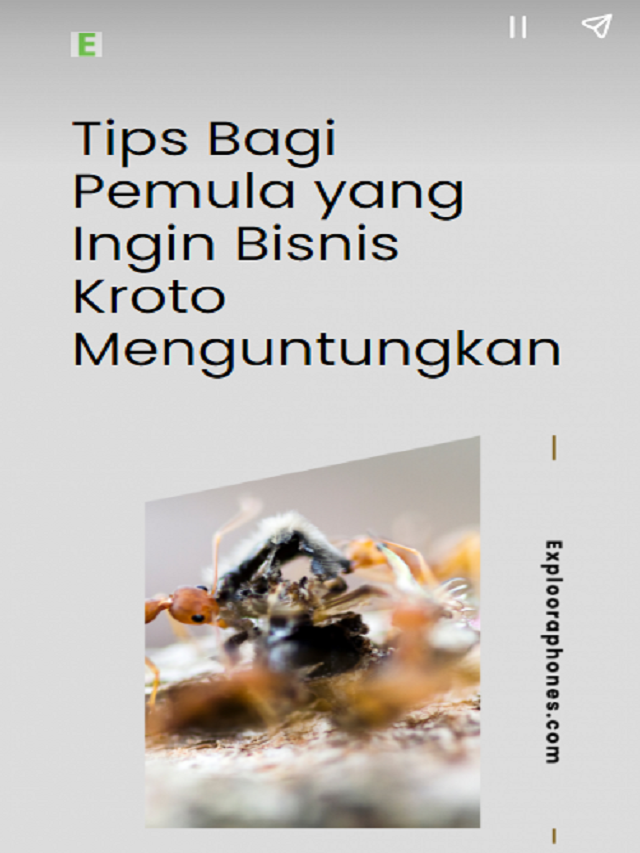 Tips Bagi Pemula yang Ingin Bisnis Kroto Menguntungkan Poster