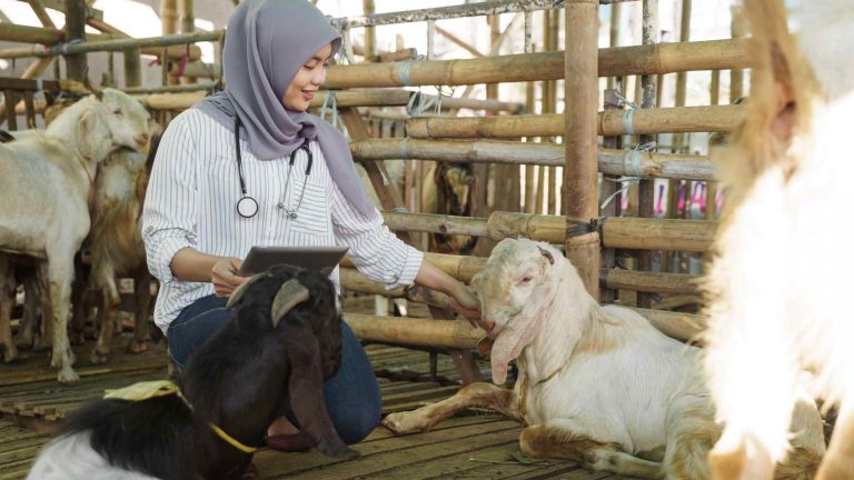 Masyarakat Dihimbau Potong Hewan Qurban di RPH