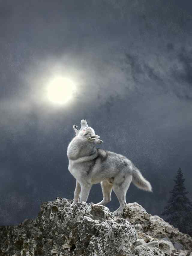 wolf moon
